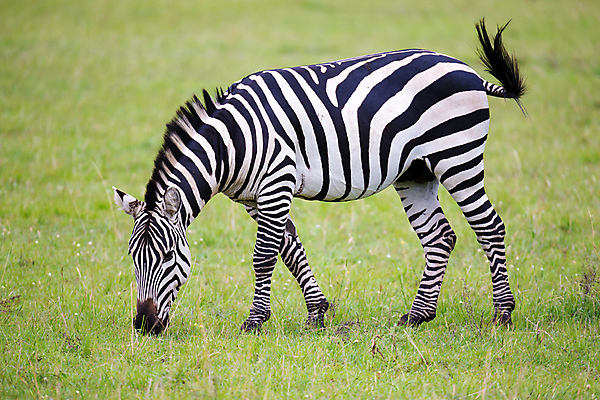 포토 JPG 해외이미지 동물 야생동물 패턴 밭 포유류 아프리카 자연 초식동물 서기 풍경 초원 사람없음 야외 머리 줄무늬 방목 질감 얼룩말 갈기 남쪽 사바나 해외202105 해외포토 나라 무늬 농업 모션 신체부위 말_동물 축산업 방향 생태계 파일형식