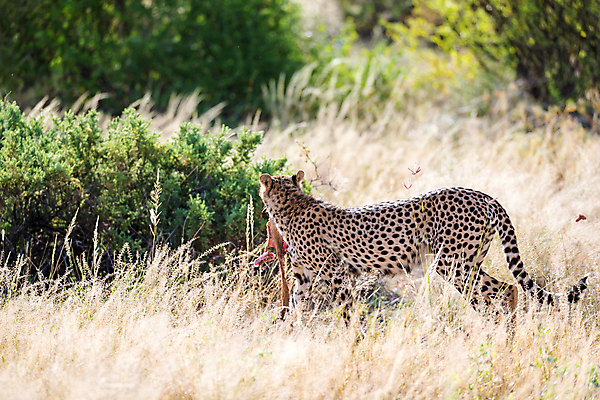 포토 JPG 해외이미지 동물 야생동물 포유류 아프리카 자연 앉기 사람없음 관찰 점 위험 큼 속도 사냥 육식동물 사냥꾼 케냐 치타 표범 남쪽 사바나 세렝게티 재규어 탄자니아 해외202105 해외포토 직업 나라 컨셉 모션 크기 방향 생태계 파일형식