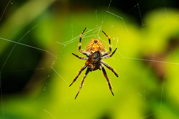 포토 JPG 해외이미지 나무 식물 동물 야생동물 곤충 아프리카 자연 사람없음 야외 환경 웹 나뭇가지 숲 위험 무서움 열대우림 실크 사냥 육식동물 거미 마다가스카르 생태학 특별함 해외202105 해외포토 교육 감정 나라 컨셉 인터넷 직물 생태계 파일형식
