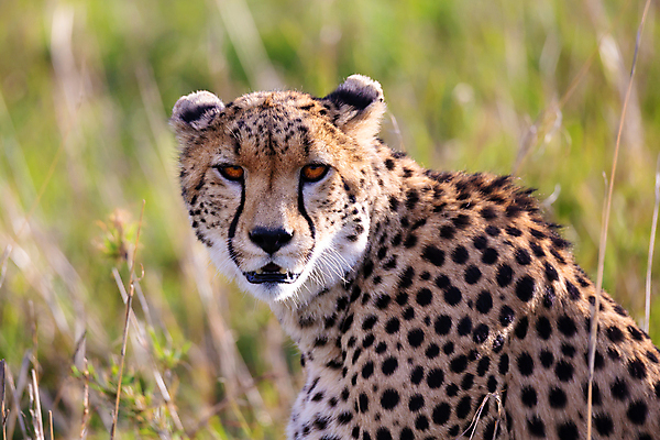 포토 JPG 해외이미지 동물 야생동물 포유류 아프리카 자연 앉기 사람없음 관찰 점 위험 큼 속도 사냥 육식동물 사냥꾼 케냐 치타 표범 남쪽 사바나 세렝게티 재규어 탄자니아 해외202105 해외포토 직업 나라 컨셉 모션 크기 방향 생태계 파일형식