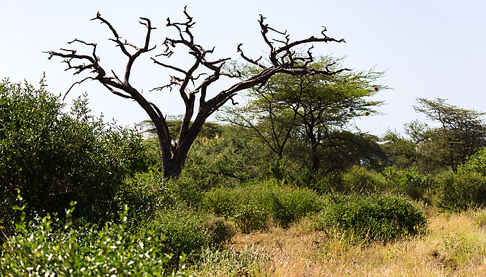 포토 JPG 해외이미지 나무 식물 잎 밭 자연 벽지 하늘 바람 풍경 사람없음 야외 파란색 빛 햇빛 태양 환경 정원 맑음 사과 생태학 옛날 수평선 해외202105 해외포토 자연요소 교육 컬러 농업 과일 날씨 생태계 파일형식