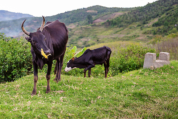 포토 JPG 해외이미지 동물 아프리카 자연 뿔 육류 풍경 초원 사람없음 야외 농장 계곡 가축 우유 시골 소 군중 농부 방목 황소 산악지대 마다가스카르 밭일 해외202105 해외포토 직업 나라 농업 식재료 포유류 유제품 산 사람 축산업 생태계 파일형식