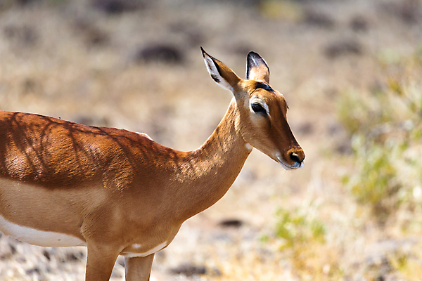 포토 JPG 해외이미지 동물 야생동물 포유류 아프리카 자연 뿔 서기 사람없음 야외 땅 영양 케냐 가젤 사바나 생태학 세렝게티 수유 승인 초식 탄자니아 해외202105 해외포토 교육 나라 모션 생태계 파일형식