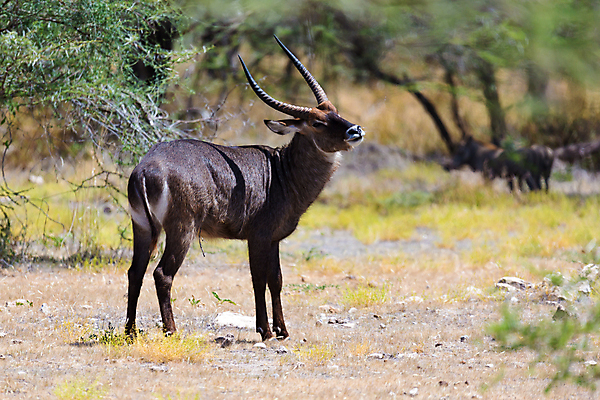 포토 JPG 해외이미지 동물 야생동물 포유류 아프리카 자연 초식동물 뿔 풍경 초원 사람없음 야외 게임 보호 숲 영양 케냐 동쪽 남쪽 가젤 사바나 세렝게티 해외202105 해외포토 나라 컨셉 놀이 방향 생태계 파일형식