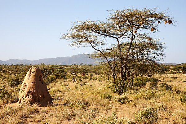 포토 JPG 해외이미지 나무 식물 길 야생동물 곤충 잎 자연 이끼 풍경 잔디 초원 사람없음 야외 환경 흙 둥지 보호 숲 큼 언덕 장면 개미 땅바닥 삼림지대 생태학 해외202105 해외포토 동물 교육 컨셉 바닥 크기 생태계 파일형식