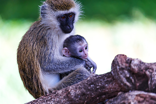 포토 JPG 해외이미지 나무 동물 야생동물 어린이 잎 포유류 가족 아프리카 자연 엄마 국립공원 앉기 사람없음 야외 환경 회색 나뭇가지 원숭이 아기 유인원 남아프리카 사바나 생태학 해외202105 해외포토 식물 공원 교육 나라 컬러 관계 모션 사람 생태계 파일형식
