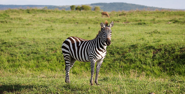포토 JPG 해외이미지 동물 야생동물 패턴 포유류 아프리카 자연 서기 풍경 초원 사람없음 야외 평화 줄무늬 산책 게임 방목 얼룩말 케냐 동쪽 남쪽 보츠와나 사바나 세렝게티 탄자니아 해외202105 해외포토 나라 컨셉 무늬 모션 놀이 휴식 말_동물 축산업 방향 생태계 파일형식