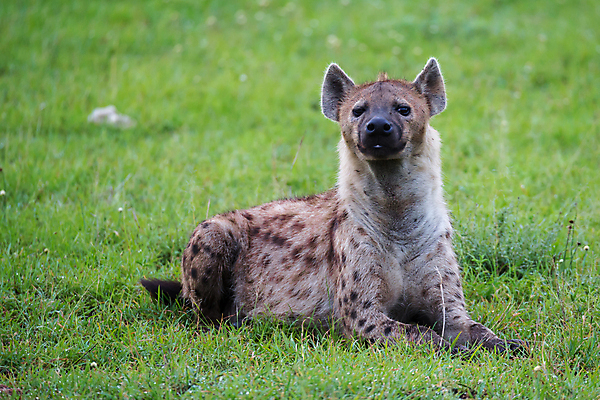 포토 JPG 해외이미지 동물 1 야생동물 포유류 아프리카 자연 웃음 사람없음 야외 사막 게임 점 위험 육식동물 사냥꾼 케냐 남쪽 사바나 잠비아 해외202105 해외포토 직업 나라 컨셉 놀이 표정 방향 생태계 파일형식