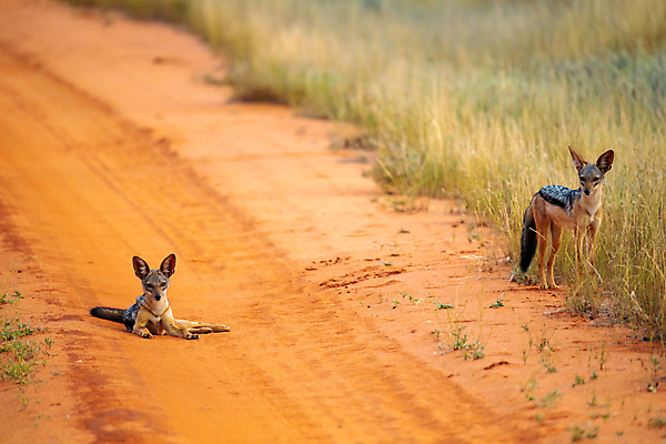 포토 JPG 해외이미지 동물 야생동물 포유류 아프리카 자연 아침 풍경 사람없음 야외 빛 사막 쌍 개 육식동물 사냥꾼 서식지 남쪽 나미비아 생태학 칼라하리 해외202105 해외포토 주간 직업 교육 나라 방향 생태계 남아프리카 파일형식