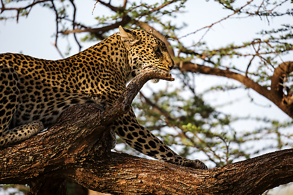 포토 JPG 해외이미지 나무 동물 야생동물 포유류 아프리카 자연 하늘 아침 휴식 풍경 사람없음 야외 빛 게임 점 큼 육식동물 사냥꾼 표범 남쪽 거짓말 보츠와나 해외202105 해외포토 주간 식물 직업 나라 컨셉 놀이 크기 방향 생태계 파일형식