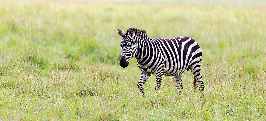 포토 JPG 해외이미지 동물 야생동물 패턴 밭 포유류 아프리카 자연 초식동물 서기 풍경 초원 사람없음 야외 줄무늬 게임 그룹 군중 방목 얼룩말 케냐 동쪽 남쪽 사바나 세렝게티 탄자니아 해외202105 해외포토 나라 무늬 농업 모션 놀이 사람 말_동물 축산업 방향 생태계 파일형식