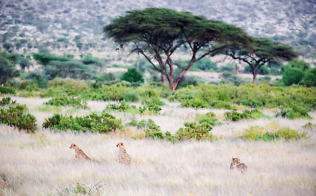 포토 JPG 해외이미지 동물 1 야생동물 포유류 아프리카 자연 앉기 사람없음 달리기 점 큼 속도 육식동물 사냥꾼 케냐 치타 남쪽 사바나 해외202105 해외포토 직업 나라 모션 크기 방향 생태계 파일형식