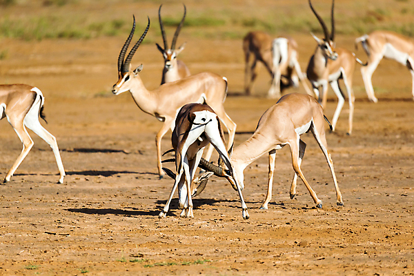 포토 JPG 해외이미지 동물 야생동물 포유류 아프리카 자연 놀이 초식동물 뿔 사람없음 야외 게임 싸움 영양 드라마 케냐 서식지 동쪽 가젤 사바나 세렝게티 승인 탄자니아 해외202105 해외포토 나라 모션 방향 생태계 파일형식