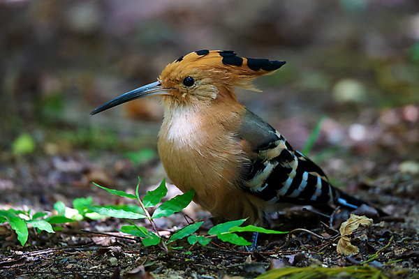 포토 JPG 해외이미지 나무 동물 야생동물 아프리카 자연 조류 사람없음 머리 환경 놀람 관찰 숲 열대우림 깃털 부리 마다가스카르 해외202105 해외포토 식물 감정 나라 모션 표정 신체부위 생태계 파일형식