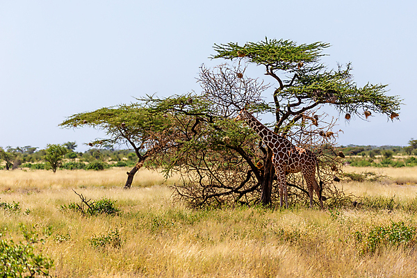 포토 JPG 해외이미지 나무 동물 야생동물 패턴 포유류 아프리카 자연 하늘 초식동물 국립공원 서기 풍경 초원 사람없음 야외 머리 걷기 게임 보호 큼 기린 목 케냐 사바나 해외202105 해외포토 식물 공원 나라 컨셉 무늬 모션 놀이 신체부위 크기 생태계 파일형식