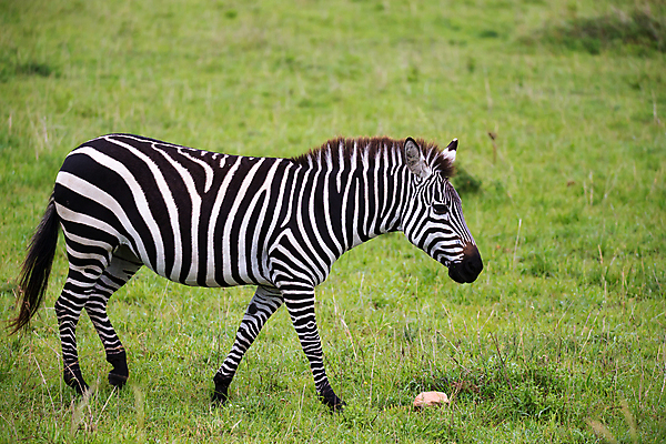 포토 JPG 해외이미지 동물 야생동물 패턴 포유류 아프리카 자연 초식동물 서기 초원 사람없음 야외 줄무늬 게임 군중 얼룩말 케냐 사바나 탄자니아 평야 해외202105 해외포토 나라 무늬 모션 놀이 사람 말_동물 생태계 파일형식