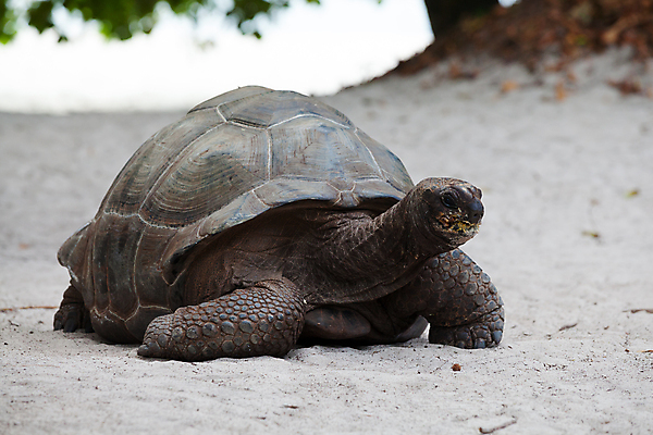 포토 JPG 해외이미지 동물 야생동물 모래 바다 포유류 파충류 아프리카 자연 미소 웃음 풍경 사람없음 야외 파란색 맑음 자유 껍질 거북이 큼 세이셸 느림 거인 갑옷 로스앤젤레스 해외202105 해외포토 나라 컬러 컨셉 날씨 표정 미국 보호장비 크기 생태계 파일형식