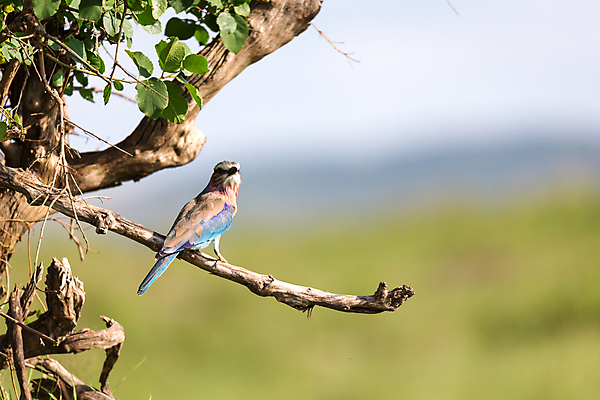 포토 JPG 해외이미지 동물 1 야생동물 분홍색 아프리카 자연 조류 하늘 풍경 사람없음 파란색 보라색 나뭇가지 깃털 부리 롤러 라일락 남쪽 해외202105 해외포토 나무 꽃 나라 컬러 방향 생태계 파일형식