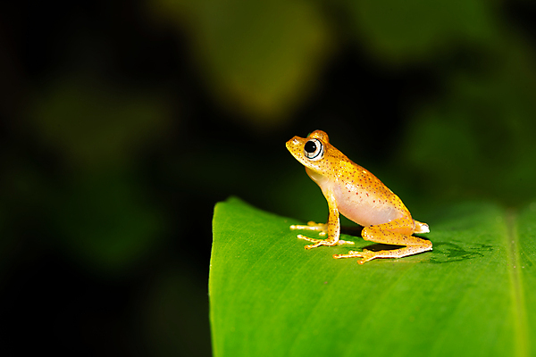 포토 JPG 해외이미지 동물 1 야생동물 잎 파충류 아프리카 자연 열대 국립공원 개구리 양서류 사람없음 야외 빨간색 물 젖음 황금 숲 위험 열대우림 마다가스카르 해외202105 해외포토 자연요소 식물 공원 나라 컬러 컨셉 생태계 파일형식