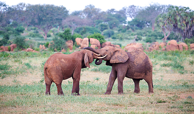 포토 JPG 해외이미지 동물 야생동물 포유류 아프리카 자연 초식동물 코끼리 서기 풍경 사람없음 빨간색 물 흙 사막 마시기 위험 큼 싸움 5 케냐 남쪽 사바나 해외202105 해외포토 자연요소 나라 컬러 컨셉 모션 숫자 크기 방향 생태계 파일형식