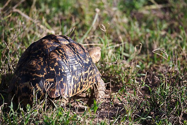 포토 JPG 해외이미지 동물 무료이미지 야생동물 파충류 아프리카 자연 풍경 사람없음 야외 반려동물 상자 걷기 정원 껍질 아기 거북이 큼 땅 눈금 케냐 느림 사바나 해외202105 해외포토 나라 모션 사람 크기 생태계 파일형식 무료콘텐츠