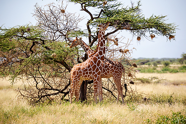 포토 JPG 해외이미지 나무 동물 야생동물 패턴 포유류 아프리카 자연 하늘 초식동물 국립공원 서기 풍경 초원 사람없음 야외 머리 걷기 게임 보호 큼 기린 목 케냐 사바나 해외202105 해외포토 식물 공원 나라 컨셉 무늬 모션 놀이 신체부위 크기 생태계 파일형식
