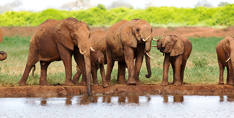 포토 JPG 해외이미지 나무 동물 지구 야생동물 포유류 아프리카 자연 초식동물 코끼리 풍경 초원 사람없음 야외 빨간색 물 햇빛 마시기 그룹 보호 씻기 큼 상아 케냐 사바나 해외202105 해외포토 자연요소 식물 나라 컬러 컨셉 모션 태양 청결 크기 생태계 파일형식