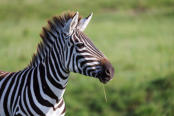 포토 JPG 해외이미지 동물 야생동물 패턴 포유류 아프리카 자연 서기 풍경 초원 사람없음 야외 평화 줄무늬 산책 게임 방목 얼룩말 케냐 동쪽 남쪽 보츠와나 사바나 세렝게티 탄자니아 해외202105 해외포토 나라 컨셉 무늬 모션 놀이 휴식 말_동물 축산업 방향 생태계 파일형식