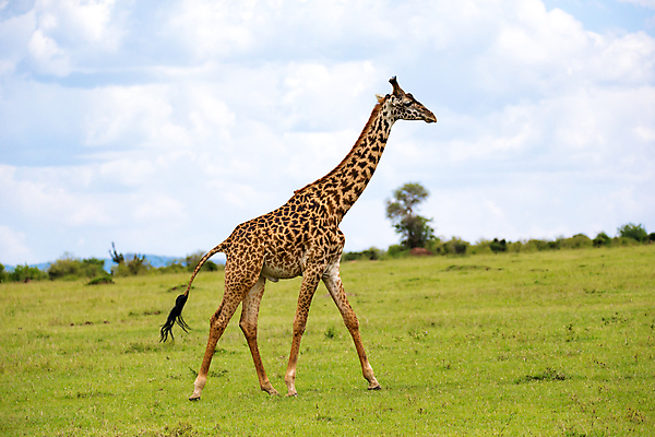 포토 JPG 해외이미지 동물 1 커플 야생동물 포유류 아프리카 자연 하늘 초식동물 풍경 초원 사람없음 야외 파란색 빛 머리 걷기 큼 기린 지역 목 케냐 남쪽 사바나 세피아 초식 탄자니아 해외202105 해외포토 나라 컬러 관계 모션 촬영기법 신체부위 크기 방향 생태계 파일형식