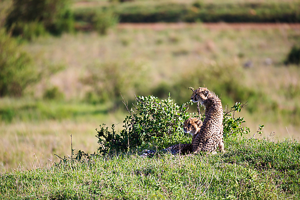 포토 JPG 해외이미지 동물 야생동물 새끼 포유류 가족 아프리카 자연 엄마 사람없음 게임 아기 점 황금 보호 큼 속도 사냥 육식동물 사냥꾼 케냐 치타 표범 남쪽 사바나 세렝게티 탄자니아 해외202105 해외포토 직업 나라 컨셉 관계 놀이 사람 크기 방향 생태계 파일형식
