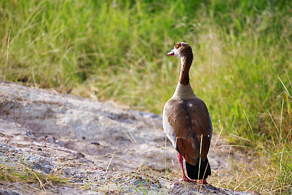 포토 JPG 해외이미지 나무 동물 야생동물 아프리카 자연 조류 오리 앉기 사람없음 빨간색 파란색 깃털 부리 롤러 케냐 라일락 보츠와나 사바나 잠비아 탄자니아 환상 해외202105 해외포토 식물 꽃 나라 컬러 컨셉 모션 생태계 파일형식