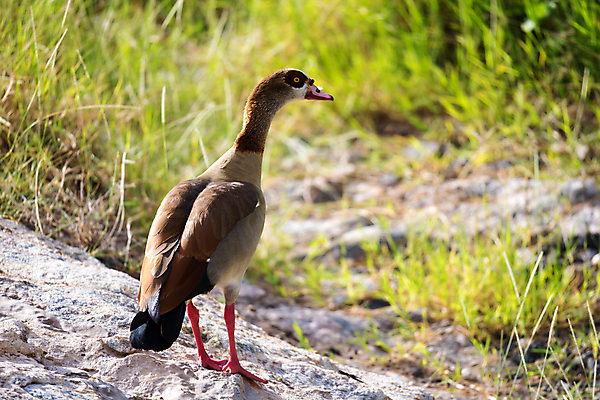 포토 JPG 해외이미지 나무 동물 야생동물 아프리카 자연 조류 오리 앉기 사람없음 빨간색 파란색 깃털 부리 롤러 케냐 라일락 보츠와나 사바나 잠비아 탄자니아 환상 해외202105 해외포토 식물 꽃 나라 컬러 컨셉 모션 생태계 파일형식