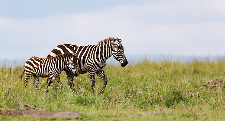 포토 JPG 해외이미지 동물 야생동물 패턴 밭 포유류 아프리카 자연 초식동물 서기 풍경 초원 사람없음 야외 줄무늬 게임 그룹 군중 방목 얼룩말 케냐 동쪽 남쪽 사바나 세렝게티 탄자니아 해외202105 해외포토 나라 무늬 농업 모션 놀이 사람 말_동물 축산업 방향 생태계 파일형식