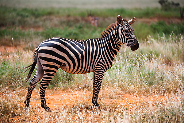 포토 JPG 해외이미지 동물 야생동물 포유류 가족 아프리카 자연 서기 풍경 초원 사람없음 야외 줄무늬 게임 보호 방목 얼룩말 케냐 동쪽 남쪽 사바나 서쪽 해외202105 해외포토 나라 컨셉 무늬 관계 모션 놀이 말_동물 축산업 방향 생태계 파일형식