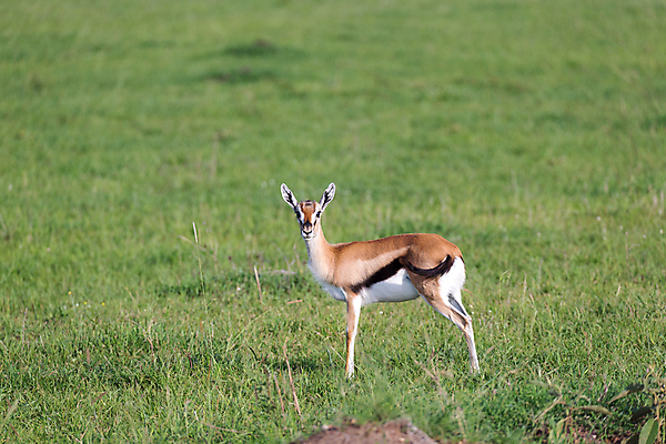 포토 JPG 해외이미지 동물 야생동물 포유류 아프리카 초식동물 뿔 풍경 초원 사람없음 야외 게임 보호 영양 케냐 동쪽 가젤 사바나 세렝게티 탄자니아 해외202105 해외포토 나라 컨셉 놀이 방향 파일형식
