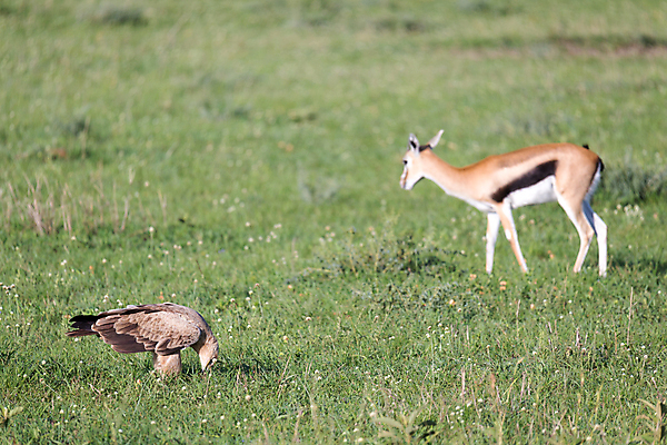 포토 JPG 해외이미지 동물 야생동물 날개 자연 조류 하늘 서기 풍경 사람없음 야외 머리 자유 비행 황금 우아함 먹이 깃털 부리 독수리 육식동물 웅장함 해외202105 해외포토 컨셉 모션 신체부위 생태계 파일형식