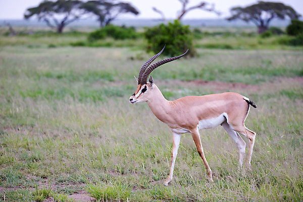 포토 JPG 해외이미지 동물 1 야생동물 포유류 아프리카 자연 초식동물 뿔 풍경 사람없음 야외 빛 머리 게임 영양 남쪽 가젤 나미비아 램 해외202105 해외포토 나라 놀이 신체부위 방향 생태계 남아프리카 파일형식