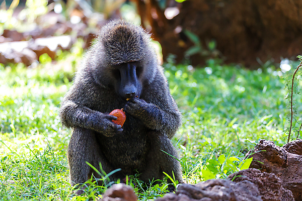 포토 JPG 해외이미지 동물 야생동물 음식 과일 포유류 아프리카 자연 앉기 사람없음 야외 머리 환경 원숭이 보호 유인원 삼림지대 해외202105 해외포토 나라 컨셉 모션 신체부위 숲 생태계 파일형식