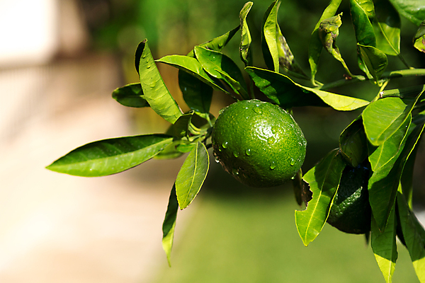 포토 JPG 해외이미지 식물 산업 음식 잎 과일 자연 귤 매달리기 사람없음 농장 정원 이탈리아 나뭇가지 달콤 맛 지중해 비타민 바이오 스페인어 맛있는 해외202105 해외포토 나무 유럽 바다 컨셉 농업 모션 생태계 영양소 파일형식