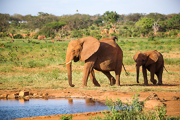 포토 JPG 해외이미지 나무 동물 지구 야생동물 포유류 아프리카 자연 초식동물 코끼리 풍경 초원 사람없음 야외 빨간색 물 햇빛 마시기 그룹 보호 씻기 큼 상아 케냐 사바나 해외202105 해외포토 자연요소 식물 나라 컬러 컨셉 모션 태양 청결 크기 생태계 파일형식
