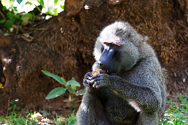 포토 JPG 해외이미지 동물 손 과일 포유류 아프리카 자연 풍경 사람없음 머리 원숭이 보호 케냐 동쪽 서쪽 해외202105 해외포토 나라 컨셉 신체부위 방향 생태계 파일형식