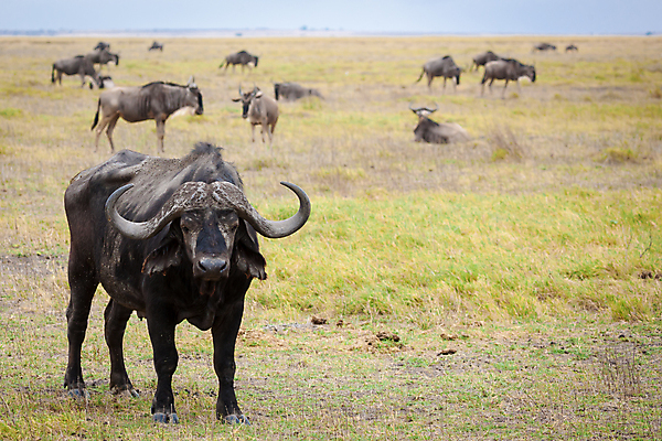 포토 JPG 해외이미지 동물 야생동물 포유류 아프리카 자연 건조 사람없음 소 군중 황소 상아 케냐 동쪽 남쪽 나미비아 나이지리아 니제르 보츠와나 에티오피아 우간다 콩고 탄자니아 토고 해외202105 해외포토 나라 사람 방향 생태계 남아프리카 파일형식 서아프리카