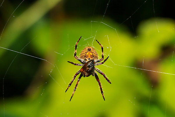 포토 JPG 해외이미지 나무 식물 동물 야생동물 곤충 아프리카 자연 사람없음 야외 환경 웹 나뭇가지 숲 위험 무서움 열대우림 실크 사냥 육식동물 거미 마다가스카르 생태학 특별함 해외202105 해외포토 교육 감정 나라 컨셉 인터넷 직물 생태계 파일형식