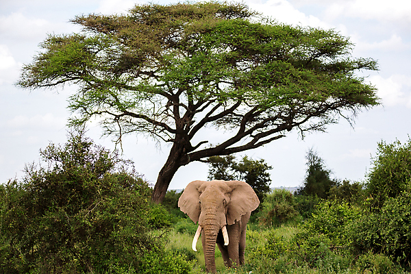 포토 JPG 해외이미지 동물 1 야생동물 포유류 아프리카 자연 초식동물 코끼리 풍경 초원 사람없음 야외 머리 힘 위험 큼 상아 케냐 사바나 탄자니아 해외202105 해외포토 나라 컨셉 신체부위 크기 생태계 파일형식