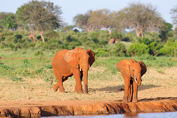 포토 JPG 해외이미지 나무 동물 지구 야생동물 포유류 아프리카 자연 초식동물 코끼리 풍경 초원 사람없음 야외 빨간색 물 햇빛 마시기 그룹 보호 씻기 큼 상아 케냐 사바나 해외202105 해외포토 자연요소 식물 나라 컬러 컨셉 모션 태양 청결 크기 생태계 파일형식