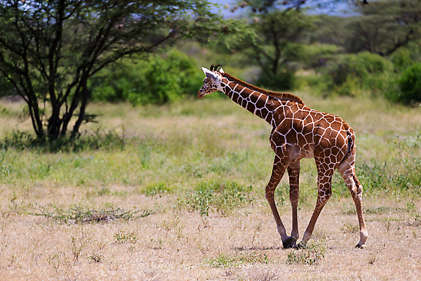 포토 JPG 해외이미지 나무 동물 도로 야생동물 포유류 아프리카 자연 하늘 초식동물 서기 사람없음 야외 머리 걷기 운전 게임 보호 큼 기린 목 케냐 남쪽 사바나 해외202105 해외포토 식물 나라 길 컨셉 교통시설 모션 놀이 신체부위 크기 방향 생태계 파일형식