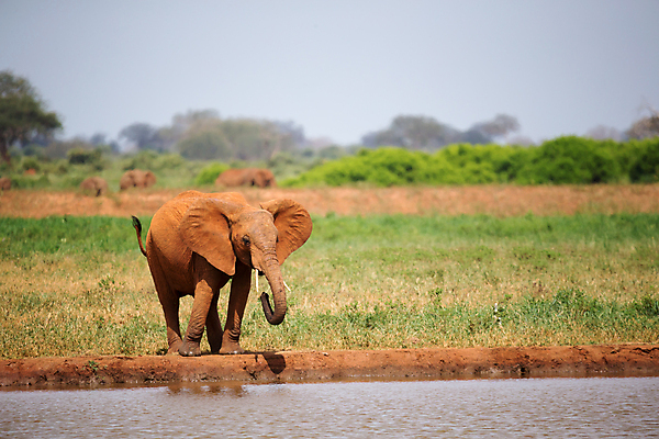 포토 JPG 해외이미지 나무 동물 무료이미지 야생동물 포유류 아프리카 자연 코끼리 서기 사람없음 야외 물 마시기 게임 구멍 보호 큼 황소 귀 5 남쪽 보츠와나 사바나 해외202105 해외포토 자연요소 식물 나라 컨셉 모션 놀이 신체부위 숫자 소 크기 방향 생태계 파일형식