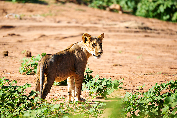 포토 JPG 해외이미지 동물 야생동물 포유류 아프리카 자연 사람없음 야외 태양 걷기 힘 위험 사자 큼 육식동물 5 사냥꾼 케냐 사자자리 표범 남쪽 사방 세렝게티 해외202105 해외포토 자연요소 직업 나라 컨셉 모션 숫자 별자리 크기 방향 생태계 파일형식