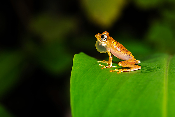포토 JPG 해외이미지 동물 무료이미지 1 야생동물 잎 파충류 아프리카 자연 열대 국립공원 개구리 양서류 사람없음 야외 빨간색 물 젖음 황금 숲 위험 열대우림 마다가스카르 해외202105 해외포토 자연요소 식물 공원 나라 컬러 컨셉 생태계 파일형식 무료콘텐츠