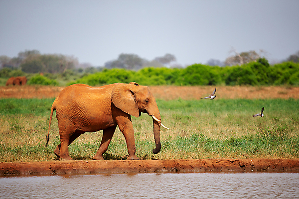 포토 JPG 해외이미지 나무 동물 야생동물 포유류 아프리카 자연 코끼리 서기 사람없음 야외 물 마시기 게임 구멍 보호 큼 황소 귀 5 남쪽 보츠와나 사바나 해외202105 해외포토 자연요소 식물 나라 컨셉 모션 놀이 신체부위 숫자 소 크기 방향 생태계 파일형식